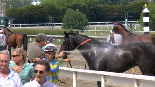 Race Horse krijgt cool-down. — Stockvideo