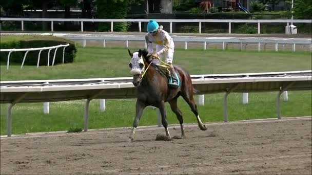 Carrera Caballo cámara lenta galope . — Vídeos de Stock