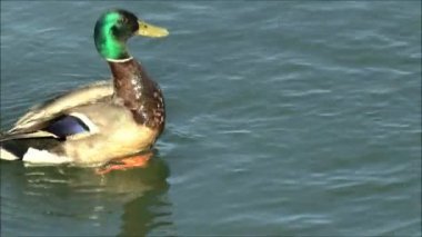 Göldeki yaban ördeği