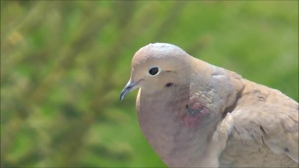 Mourning dove close up — Stock Video