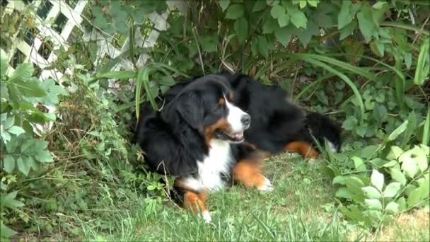 Großer Hund liegt auf Gras — Stockvideo