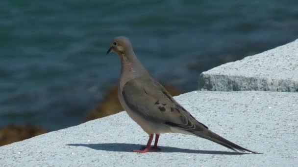 Mourning Dove on seawall — Stock Video