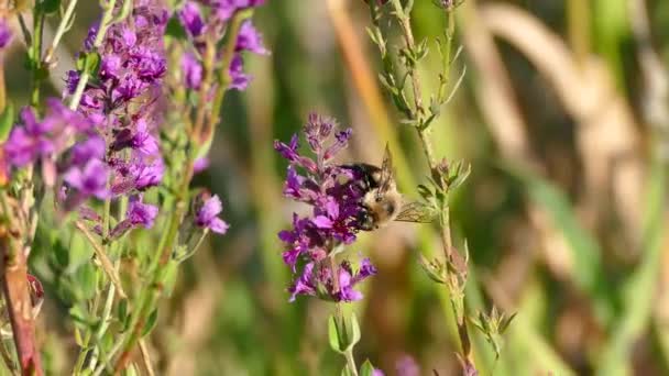 Bumblebee em flores roxas — Vídeo de Stock
