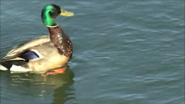 Кряква-утка в озере — стоковое видео