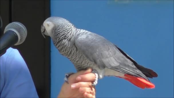 African Grey Parrot — Stock Video