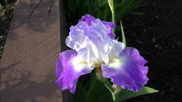 orosený iris květ