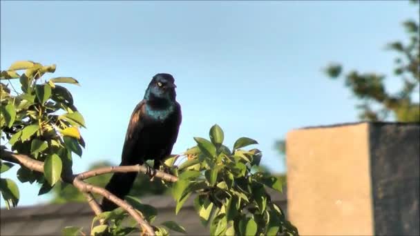 Common Raven on the tree — Stock Video