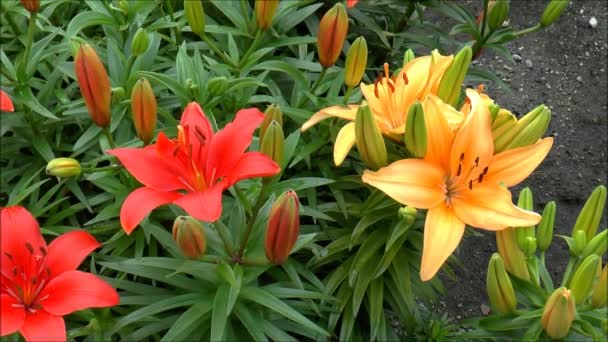 Flores de lirio rojo y amarillo — Vídeo de stock