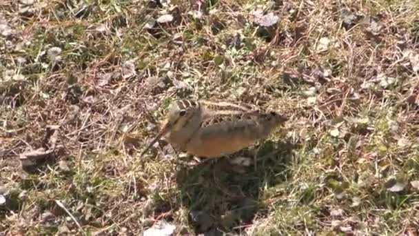 Amerikanischer Waldschnepfe — Stockvideo