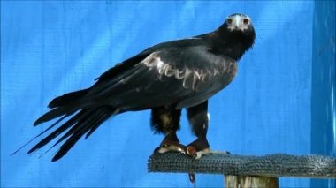 kama kuyruklu kartal