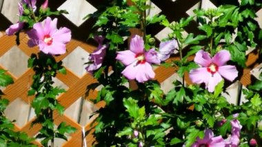 pembe çiçekler açan