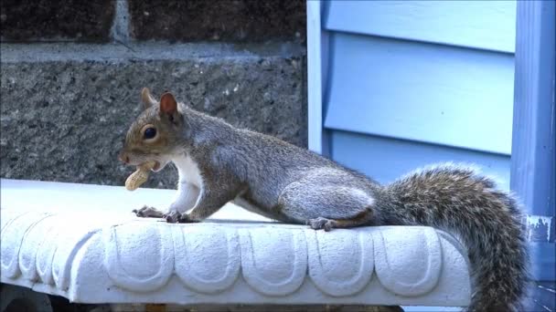 Squirrel runs off with peanut — Stock Video