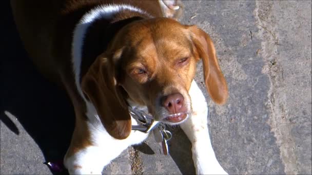 Sonolento Beagle Dog — Vídeo de Stock