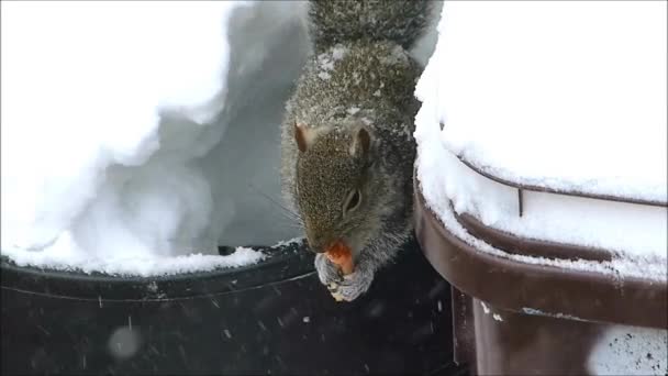 Eekhoorn eet Franse bak — Stockvideo