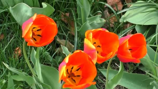 Orange tulip flowers — Stock Video