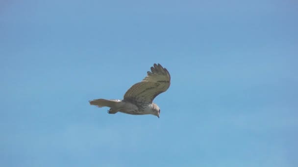 Red Tailed hawk hovers in strong breeze — Stock Video