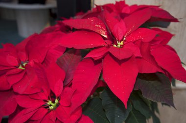 Kırmızı Atatürk çiçeği çiçek Nerja İspanya