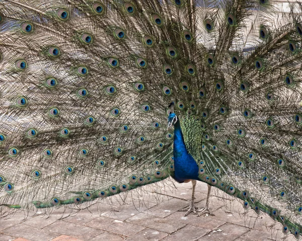 Peacock  in the Jardim Marechal Carmona gardens  at the Castro Guimaraes museum in Cascais Portugal — Stock Photo, Image