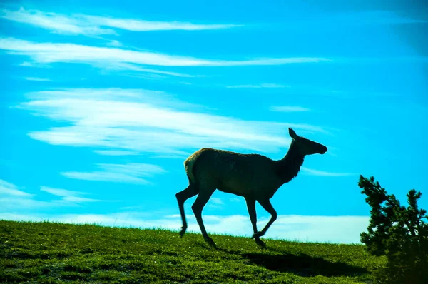 female moose in Yellowstone National Park. Yellowstone was the world's first National Park. The caldera is considered an active volcano.Half of the world's geothermal features are in Yellowstone, fueled by this volcanism.