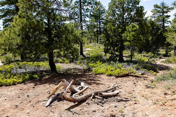 Utah Zion Canyon Har Høytliggende Tårn Monolitter Som Antyder Stille – stockfoto