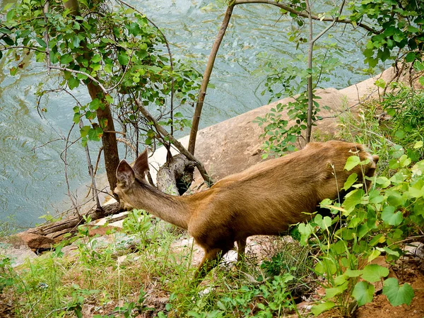 Mule Deer Zion Canyon Heeft Stijgende Torens Monolieten Die Een — Stockfoto