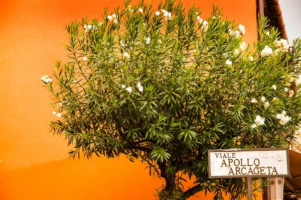 Oleander Träd Mot Orange Mur Och Gatan Sugn Savoca Sicilien — Stockfoto