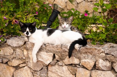 Taormina 'daki Villa Comunale' de Floransa Trevelyan-Cacciola adlı soylu bir İngiliz kadının özel bahçesi olan iki rahat kedi. Ölümü üzerine kasabaya hediye edildi ve şimdi egzotik bahçesiyle en güzel parklardan biri.