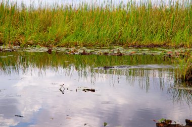 Everglades, yağmur mevsiminde sık sık sel ve kurak mevsimlerde kuraklık yaşayan su ve yangınla şekillenmiştir. Timsahlar, pitonlar ve turist hava botları tarafından istila edilmişlerdir.. 