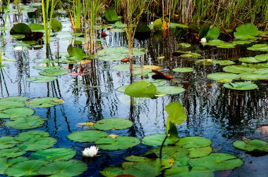 Key West 'teki yelkenliye katıldığımızda bu inanılmaz bir deneyimdi. Hava kararırken limandan ayrılıp Karayip Denizi 'ne doğru yola koyulduk. Güneş görkemli bir şekilde battı. Hatta kısa bir süre tekneyi kullanabildim.