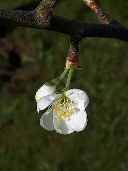 Plum Blossom One Early Flowers Spring Northern England Busy Bees — Stock Photo, Image