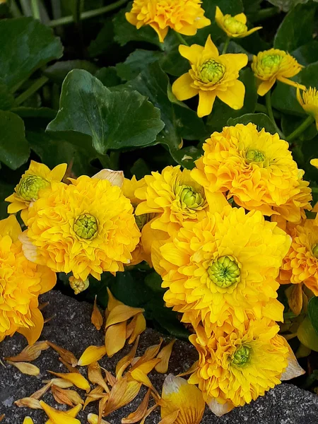 Marsh Marigolds  botanical name is Caltha palustris or commonly Kingcup. These are the first spring flowers in my garden in Burnley England. The brilliant yellow flowers are only one inch across but the promise of warmer weather comes