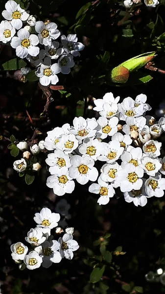 Małe Delikatne Białe Kwiaty Krzewu Spirea Krzew Kwitnący Wiosną Wieloma — Zdjęcie stockowe
