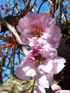  Şair der ki kirazların en güzeli dalları boyunca çiçeklerle asılmış Lancashire İngiltere 'deki bahçemde kiraz ağacı çiçeklerini açmış. Bir süs eşyası, bir meyve ağacı değil.