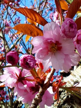  Şair der ki kirazların en güzeli dalları boyunca çiçeklerle asılmış Lancashire İngiltere 'deki bahçemde kiraz ağacı çiçeklerini açmış. Bir süs eşyası, bir meyve ağacı değil.