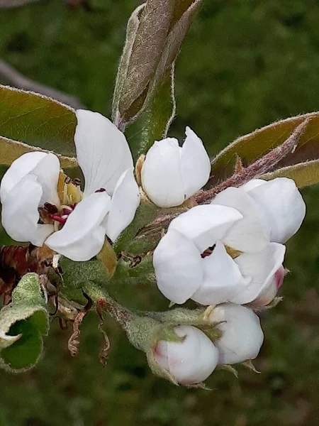 Pear Blossom is one of the early flowers of Spring in Northern England. The busy bees pollinate the blossom for a good Crop of Pears by late September