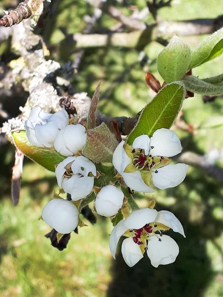 Pear Blossom One Early Flowers Spring Northern England Busy Bees — Stock Photo, Image