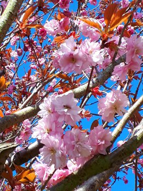 Çifte çiçekli kiraz ağacım şimdi tam regalinde. Lancashire İngiltere 'deki bahçemde kiraz ağacı çiçeklerini açtı. Bir süs eşyası, bir meyve ağacı değil.
