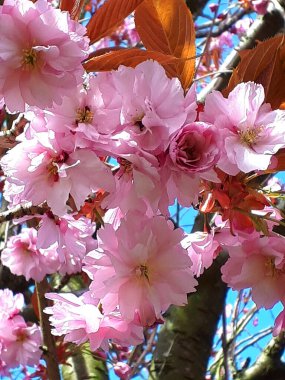 Çifte çiçekli kiraz ağacım şimdi tam regalinde. Lancashire İngiltere 'deki bahçemde kiraz ağacı çiçeklerini açtı. Bir süs eşyası, bir meyve ağacı değil.