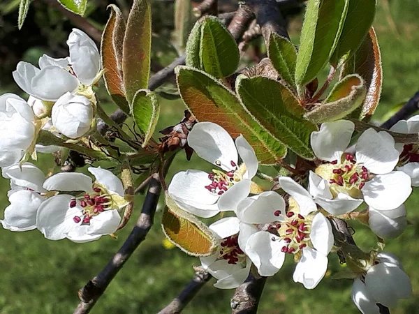 Pear Blossom Одна Перших Квіток Весни Північній Англії Зайняті Бджоли — стокове фото