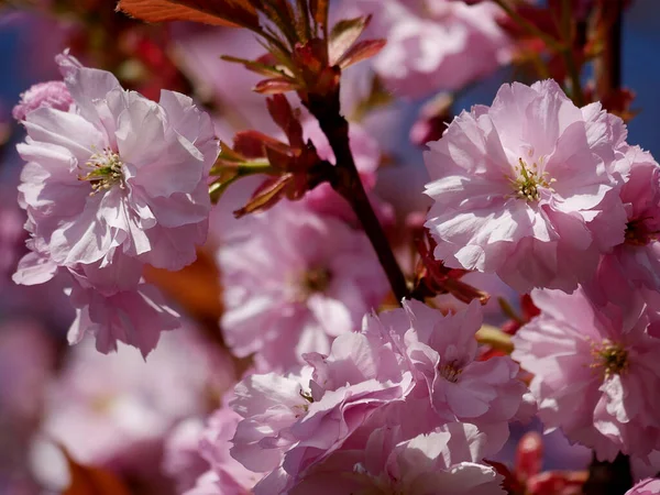 Çifte çiçekli kiraz ağacım şimdi tam regalinde. Lancashire İngiltere 'deki bahçemde kiraz ağacı çiçeklerini açtı. Bir süs eşyası, bir meyve ağacı değil.