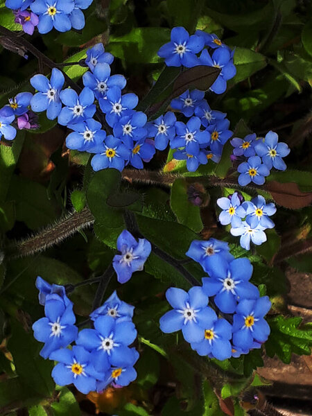 Myosotis is a genus of flowering plants in the family Boraginaceae. In the northern hemisphere they are colloquially called forget-me-nots.The colloquial name "Forget-me-not"was first used in English in AD 1398 through King Henry IV of England. 