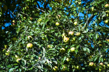 New England 'daki Plymouth Massachusetts' teki Apple Tree.