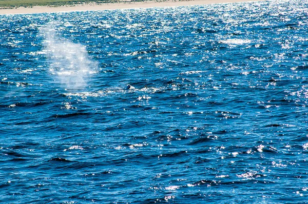 Baleines Large Plymouth Massachusetts Usa Était Seul Aperçu Une Baleine — Photo