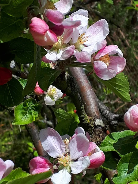 Apple Blossom Dwarf Tree Variety James Grieve Which Early Tasty — Stock Photo, Image