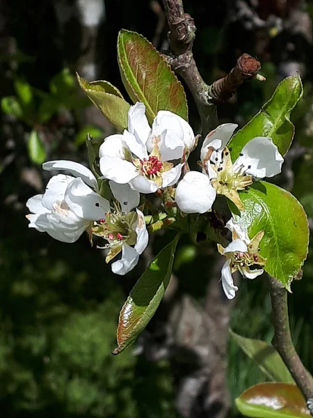 Pear Blossom Одна Перших Квіток Весни Північній Англії Зайняті Бджоли — стокове фото