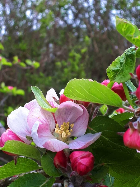 Apple Blossom Dwarf Tree Variety James Grieve Which Early Tasty — Stock Photo, Image