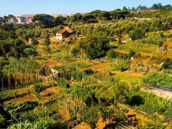 葡萄牙里斯本市外的农场 这些小农场向城市供应新鲜的水果和蔬菜 它们与城市的建筑物形成了鲜明的对比 — 图库照片