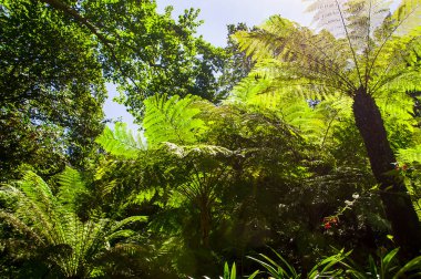 Sintra Portugal 'daki peri masalı saraylarından birinde Woodland Shady Walk. Sintra, Portekiz' in Sintra Dağları eteklerinde, Lizbon 'un başkenti yakınlarında bir tatil köyüdür. Bu yürüyüşler ücretsizdir.