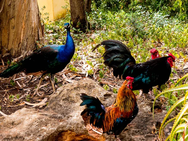 カスカイスポルトガルのカストロ ギマレス博物館のジャルム マレアル カルモナ庭園の孔雀とジャングルの鳥 — ストック写真