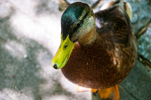 Lizbon Daki Calouste Gulbenkian Müzesi Nin Bahçesinde Ördek Calouste Gulbenkian — Stok fotoğraf